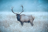 Grandier in the Frosty Mist