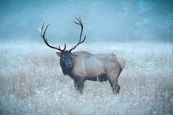 Grandier in the Frosty Mist