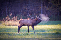 Brisk Morning Bugle
