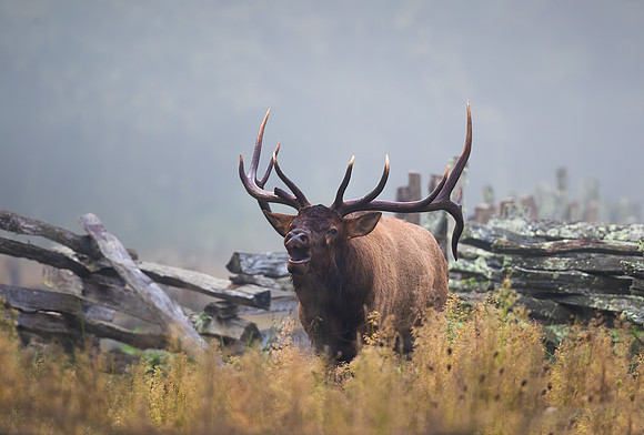 Bugling Bull on a Mission