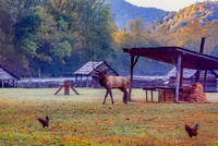 Morning Stroll Through The Farm