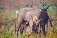 Tender Moments