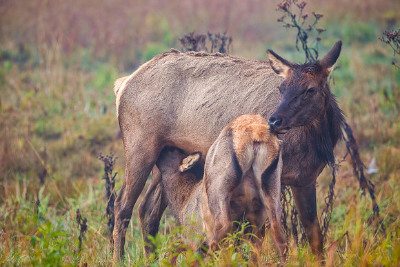 Tender Moments