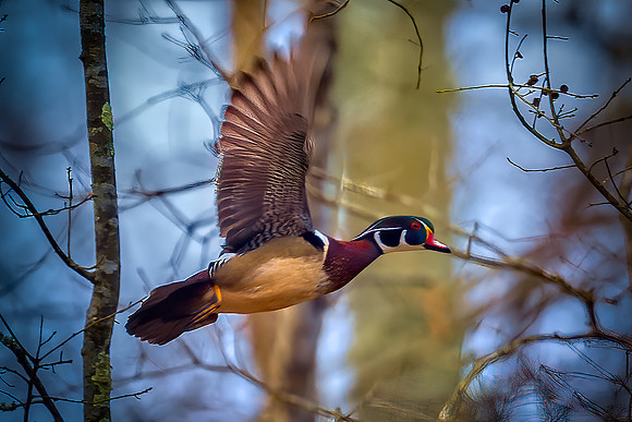 Wood Duck in flight