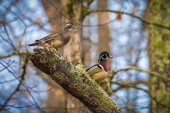 Wood Duck Pair