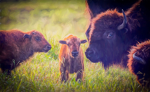 Welcome to the Herd