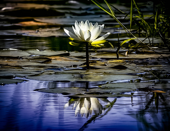 Reflection of a Lily