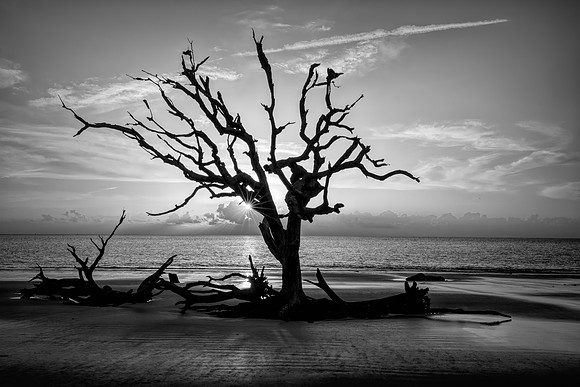 Dead Wood Star