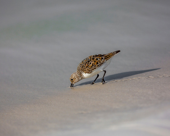 Footprints and Beak in the Sand (Sanderling)