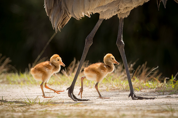 Sandhill Crane Colts