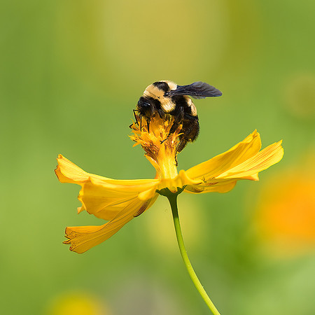 Bumble Bee on Cosmos