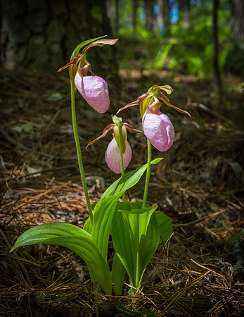 Pink Lady Slippers