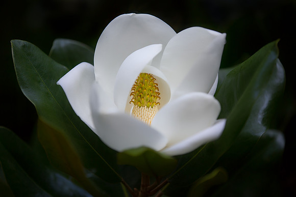 Southern Magnolia - Juried Exhibit Finalist
