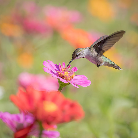 Female Ruby-Throated Hummingbird enjoying Cosmos