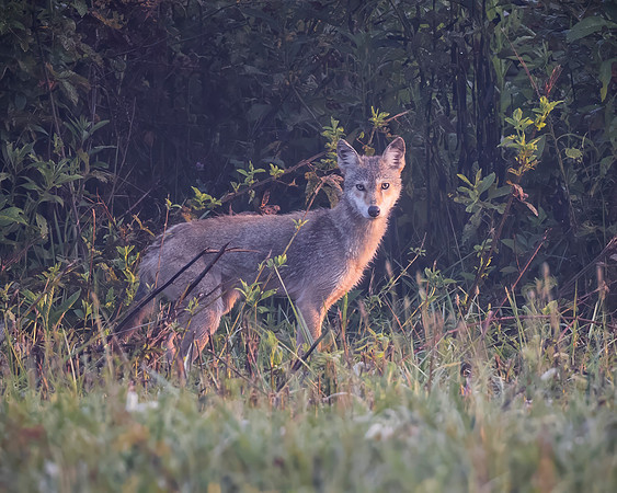 Coyote Pup