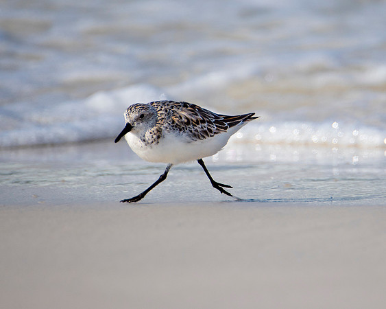 Sanderling, "Walk This Way!"