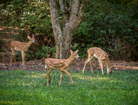 White-tailed Fawns