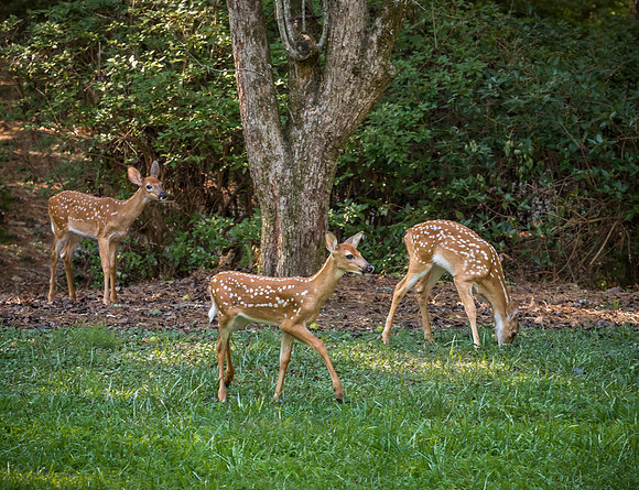 White-tailed Fawns