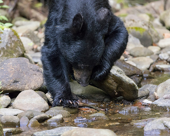 "Flipping Rock" Black Bear @ GSMNP