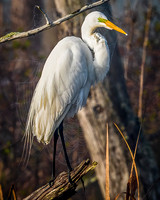 Great Egret