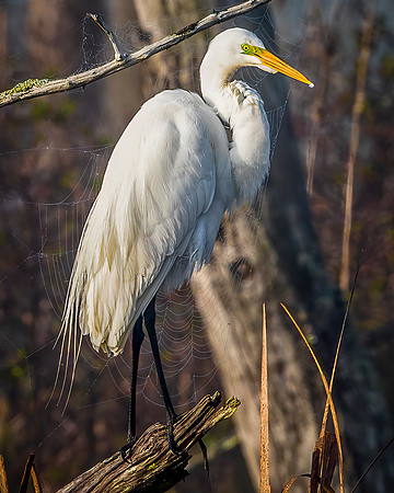 Great Egret
