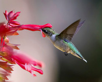 Ruby-Throated Juvenile Male Hummingbird on Skyscraper Salvia