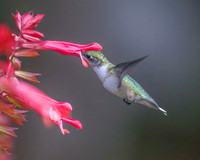 Ruby-Throated Juvenile Male Hummingbird on Skyscraper Salvia