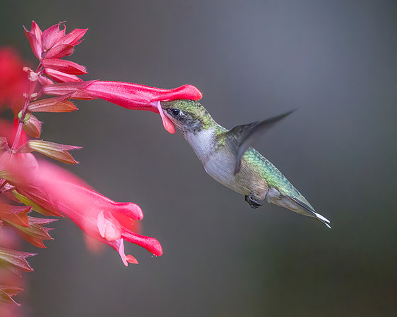 Ruby-Throated Juvenile Male Hummingbird on Skyscraper Salvia