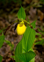 Yellow Lady Slipper