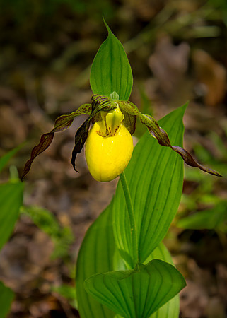 Yellow Lady Slipper
