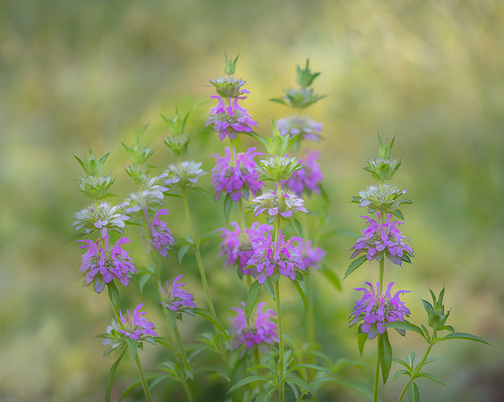 Lemon Bee Balm