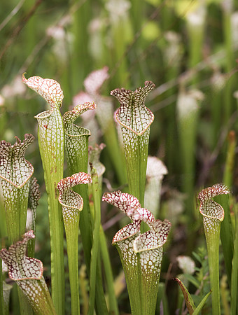 White-Topped Pitcher Plants