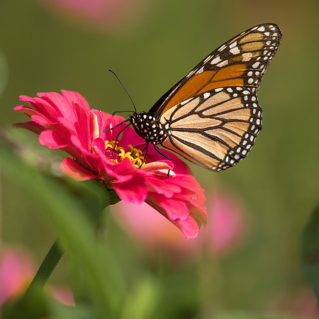 Monarch on Zinnia