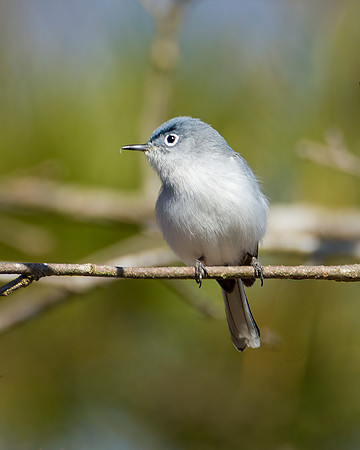 Blue-Gray Gnat Catcher