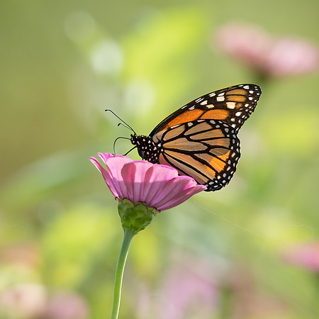 Monarch