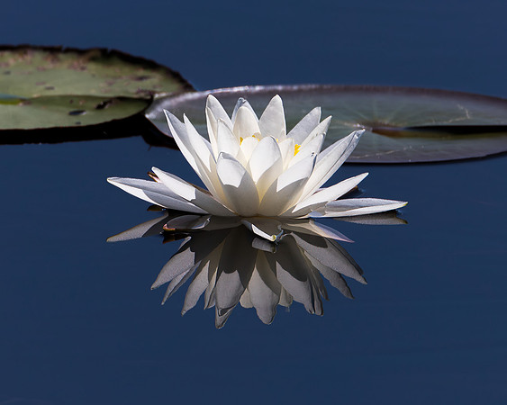White Water Lily Reflection