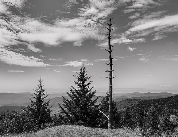 Hemlock Revival