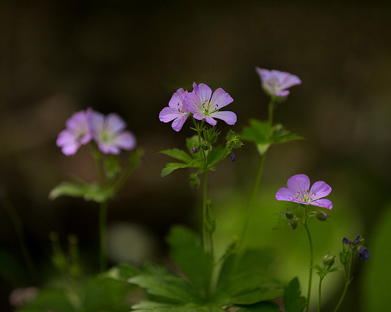 Wild Geranium
