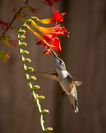 Ruby-Throated Juvenile Male Hummingbird on Skyscraper Salvia