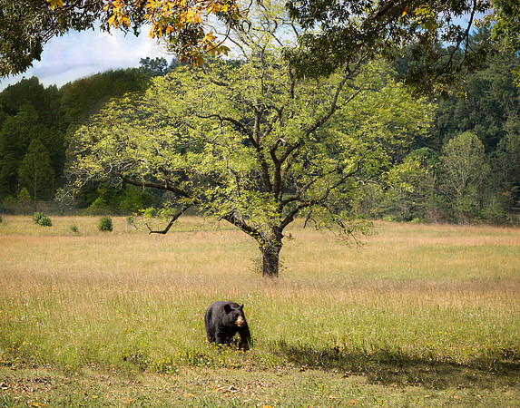 Black Bear Landscape @ GSMNP
