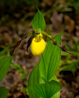 Yellow Lady Slipper