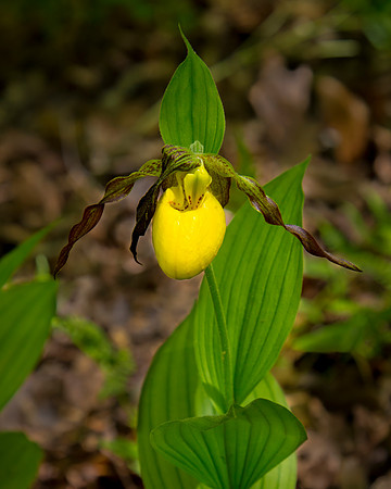 Yellow Lady Slipper