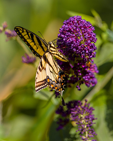 Eastern Tiger Swallowtail Butterfly on Butterfly Bush