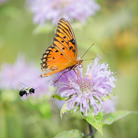 Gulf Fritillary and Bee on Bergamot