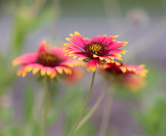 Indian Blanket