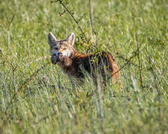 Coyote with a mouth full of feathers