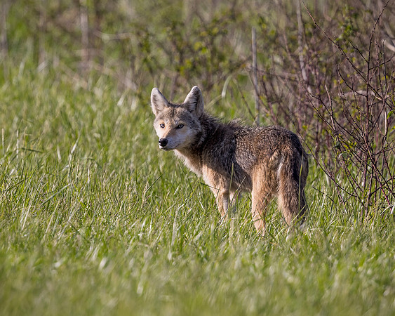 Coyote