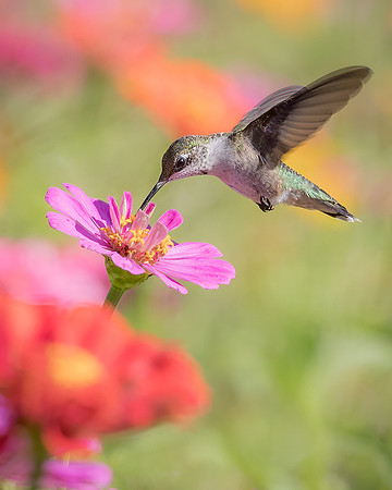 Ruby Throated Hummingbird on Cosmos