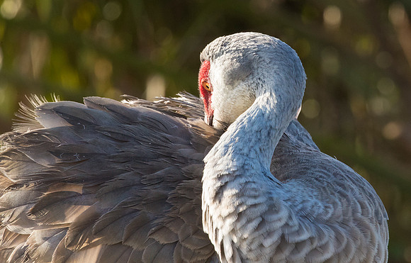 Sandhill Crane