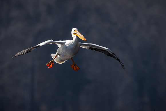 American White Pelican